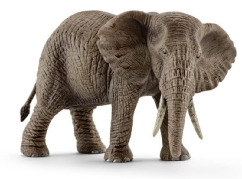 Zwierzęta Afryki - Słonica